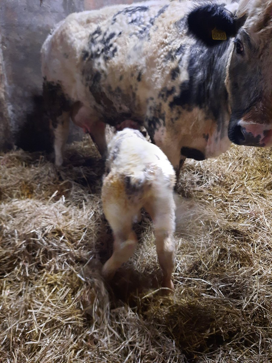 Adrian Brennan tweet media