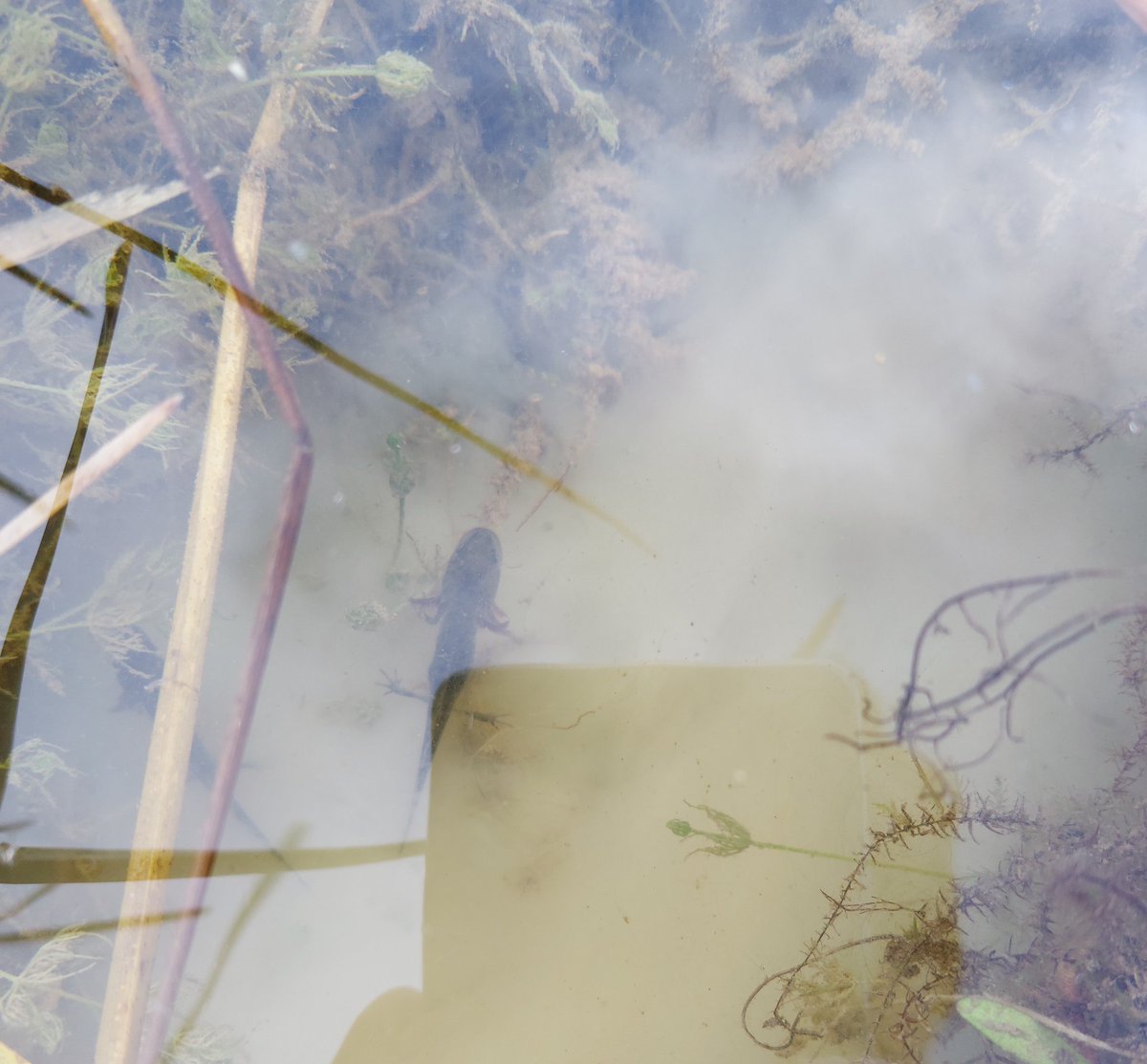 When you wade along the edge of a marl pit #pond always look down into the stirred up milky water #greatcrestednewt