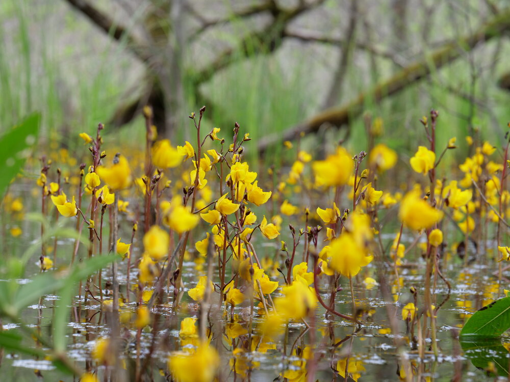 lesi_midwood's tweet photo. Bladderworts is carnivorous plant.
It catches phytoplankton into the trap. And after that little microorganisms in this trap digest prey and share useful materials with bladderwort. Next it blossoms with yellow flowers.
#factsofnature
#nature
#naturelovers https://t.co/Wc6vMMLSgZ