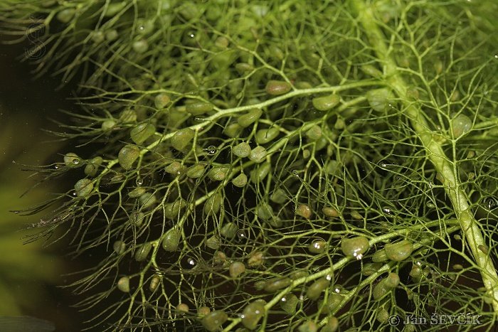 lesi_midwood's tweet photo. Bladderworts is carnivorous plant.
It catches phytoplankton into the trap. And after that little microorganisms in this trap digest prey and share useful materials with bladderwort. Next it blossoms with yellow flowers.
#factsofnature
#nature
#naturelovers https://t.co/Wc6vMMLSgZ