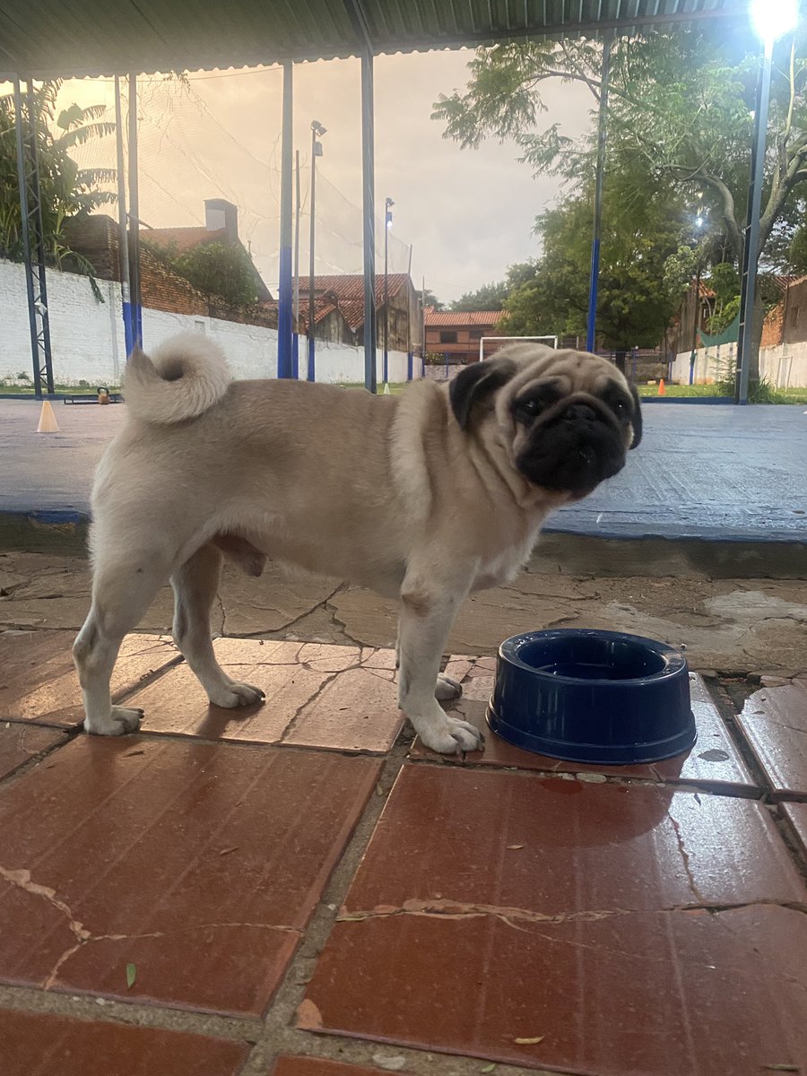 fynorman's tweet photo. Este Pug macho está buscando a sus dueños, zona identificaciones. Favor rt para encontrarles! Le estamos cuidando en Ego Gym https://t.co/5YtgCkbUBw