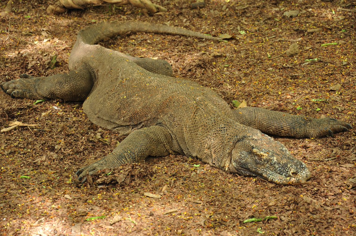 Backwater Reptiles tweet media