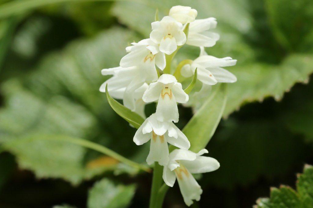 ラン科の多年草 Twitter Search Twitter