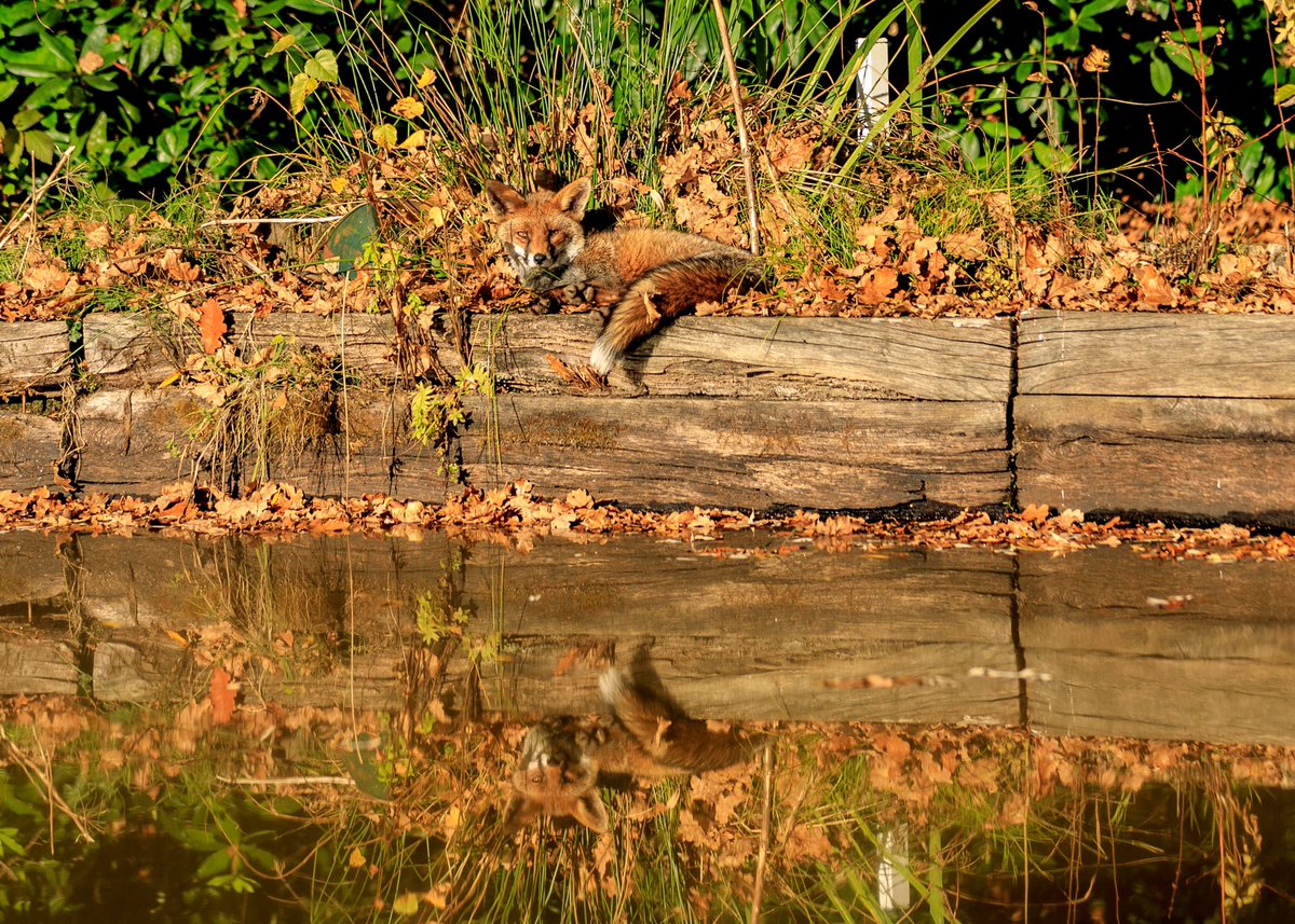 S0phster's tweet photo. In response to @ChrisGPackham and   #FoxOfTheDay here is my resident fox having a lovely sunbathe by our pond a few months back! 🦊 https://t.co/LvXHW6rXtR