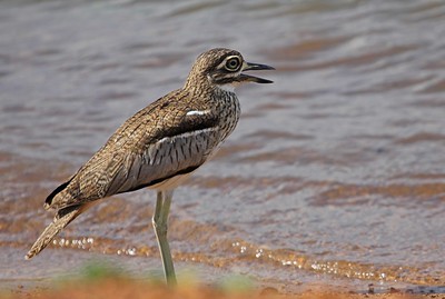 Travel Options Uganda (@traveloptionsug) on Twitter photo Do you love bird watching?
If that’s a yes, then you will love our bird-watching safaris in Uganda
#birdingsafaris #birdinglovers #traveltouganda
Email:info@traveloptionsuganda.com Do you love bird watching?
If that’s a yes, then you will love our bird-watching safaris in Uganda
#birdingsafaris #birdinglovers #traveltouganda
Email:info@traveloptionsuganda.com