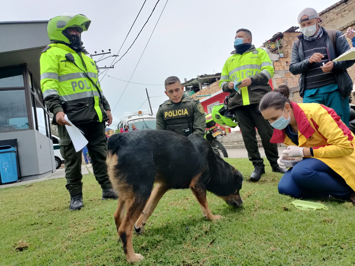 UsmeAlcaldia's tweet photo. #NuestraLabor✅ Nuestra Oficina Local de Protección y Bienestar Animal realizó un recorrido por varios CAI de Policía de Usme para atender animales de compañía de los alrededores:
- 17 Caninos atendidos 🐶 vacunados contra la rabia, con pentavalente, antipulgas y desparasitantes. https://t.co/iaDmfvDUoo