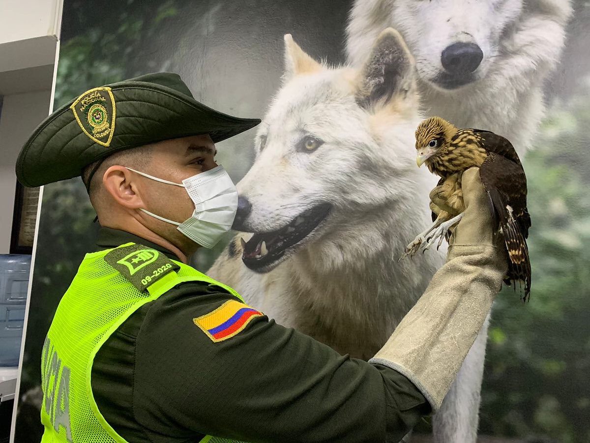 pereiraenvivo's tweet photo. #PereiraEnVivoNoticias El Grupo de Protección Ambiental y Ecológica de la Policía Metropolitana de #Pereira, realizó la aprehensión preventiva de 01 águila pigua, especie dejada a disposición de la autoridad ambiental competente. #YoCuidoElPlaneta #ApasiónatePorLaNaturaleza https://t.co/nCb7b0uiAA