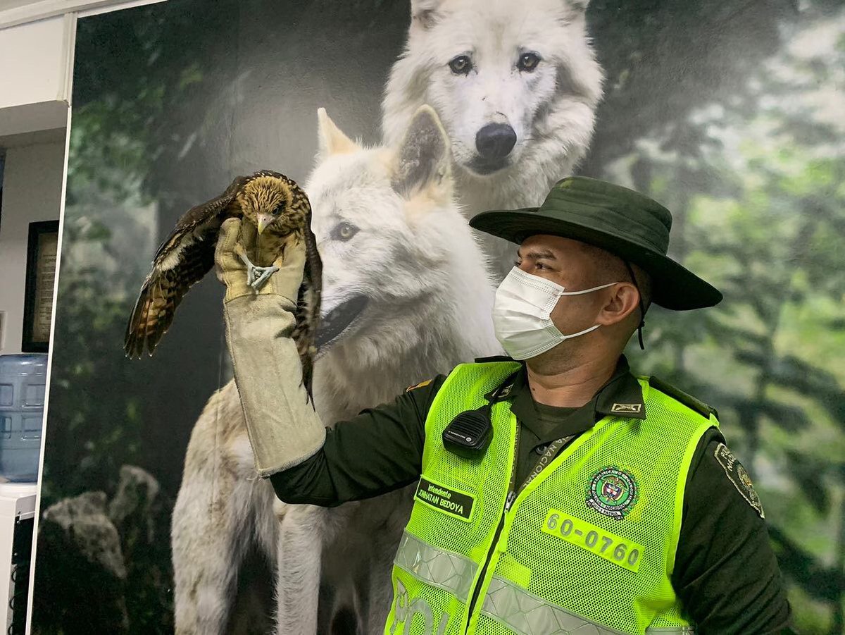 pereiraenvivo's tweet photo. #PereiraEnVivoNoticias El Grupo de Protección Ambiental y Ecológica de la Policía Metropolitana de #Pereira, realizó la aprehensión preventiva de 01 águila pigua, especie dejada a disposición de la autoridad ambiental competente. #YoCuidoElPlaneta #ApasiónatePorLaNaturaleza https://t.co/nCb7b0uiAA