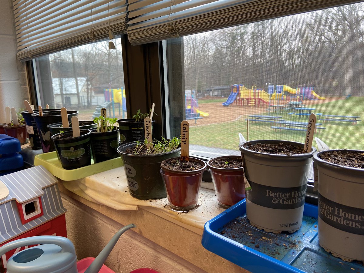 BettyMayers2's tweet photo. Not enough characters to say why this is my favorite season in pre-k 🌱#seedsplanted #growing #differentrates #reaching https://t.co/jDIn326UVE