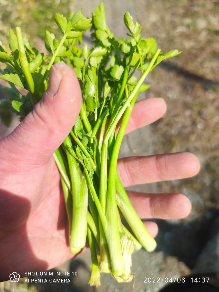 misago_net's tweet photo. おはようございます。
相馬は晴れ。
花粉が目鼻に痛い朝です(>_<)
相馬せり(春せり)もようやく育って来ました。
異常低温(?)いつまで?
#xiaomi #miNote10
#婚活中
#相馬せり
#ふくいま
#福テレ
#空ネット
#相馬市 https://t.co/z26GDUyueg