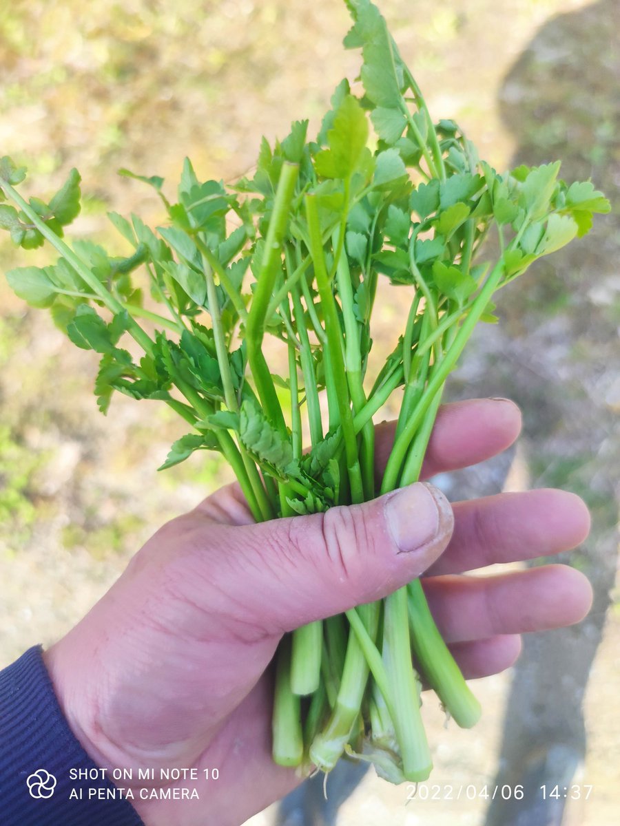 misago_net's tweet photo. おはようございます。
相馬は晴れ。
花粉が目鼻に痛い朝です(>_<)
相馬せり(春せり)もようやく育って来ました。
異常低温(?)いつまで?
#xiaomi #miNote10
#婚活中
#相馬せり
#ふくいま
#福テレ
#空ネット
#相馬市 https://t.co/z26GDUyueg