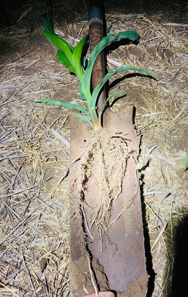 #WednesdayMotivation to let us get past this nasty windy days. Corn roots at 4 weeks, treated with <a href="/HolganixAg/">HolganixAg</a> Bio 800. Cant wait to have <a href="/AgYieldGuru/">Willem</a> put us some <a href="/AgVentureInc/">AgVenture, Inc.</a> in the ground, also with some <a href="/AgsolCanada/">Dave de Vries</a> Starter and MF. #Plant22