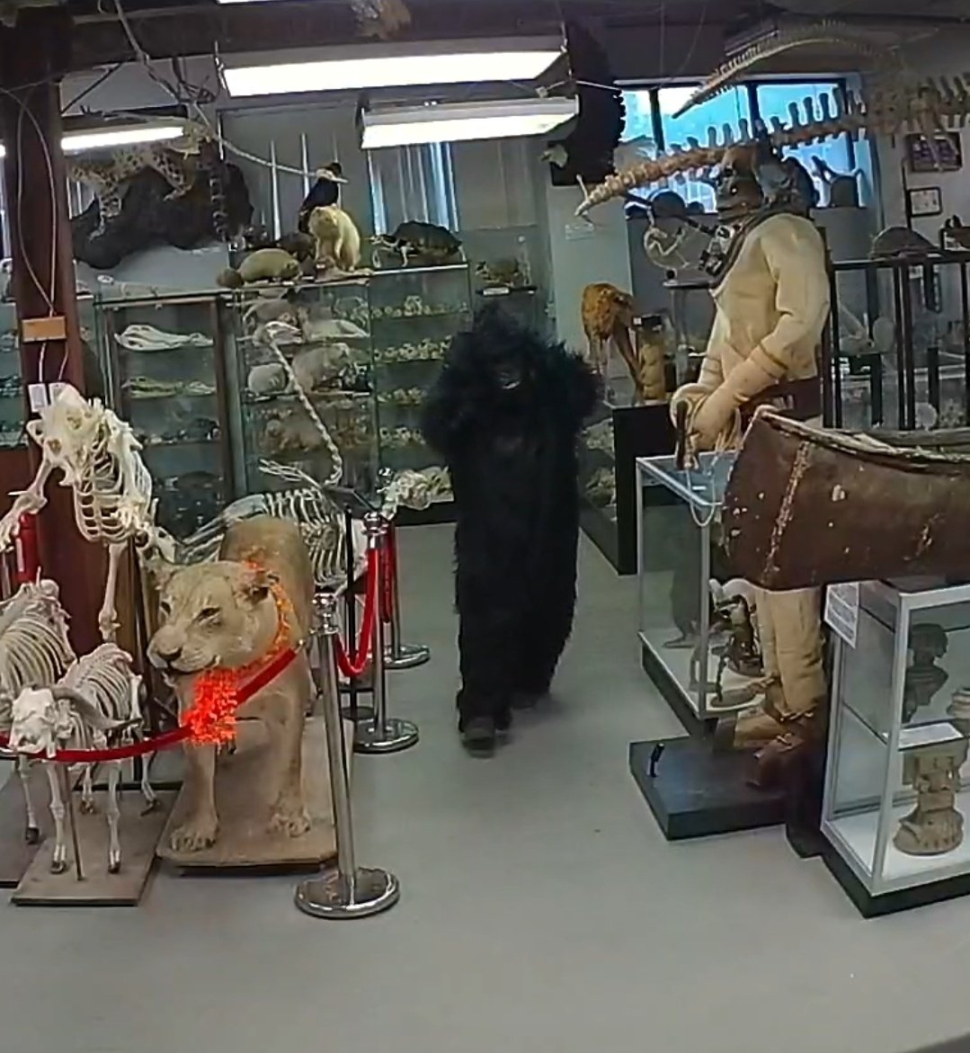 Buy_Skulls's tweet photo. That awkward moment when the police pop in asking for help in a murder investigation while you're roaming the museum as a gorilla... #truestory #museumproblems https://t.co/8L7EaZp6HE
