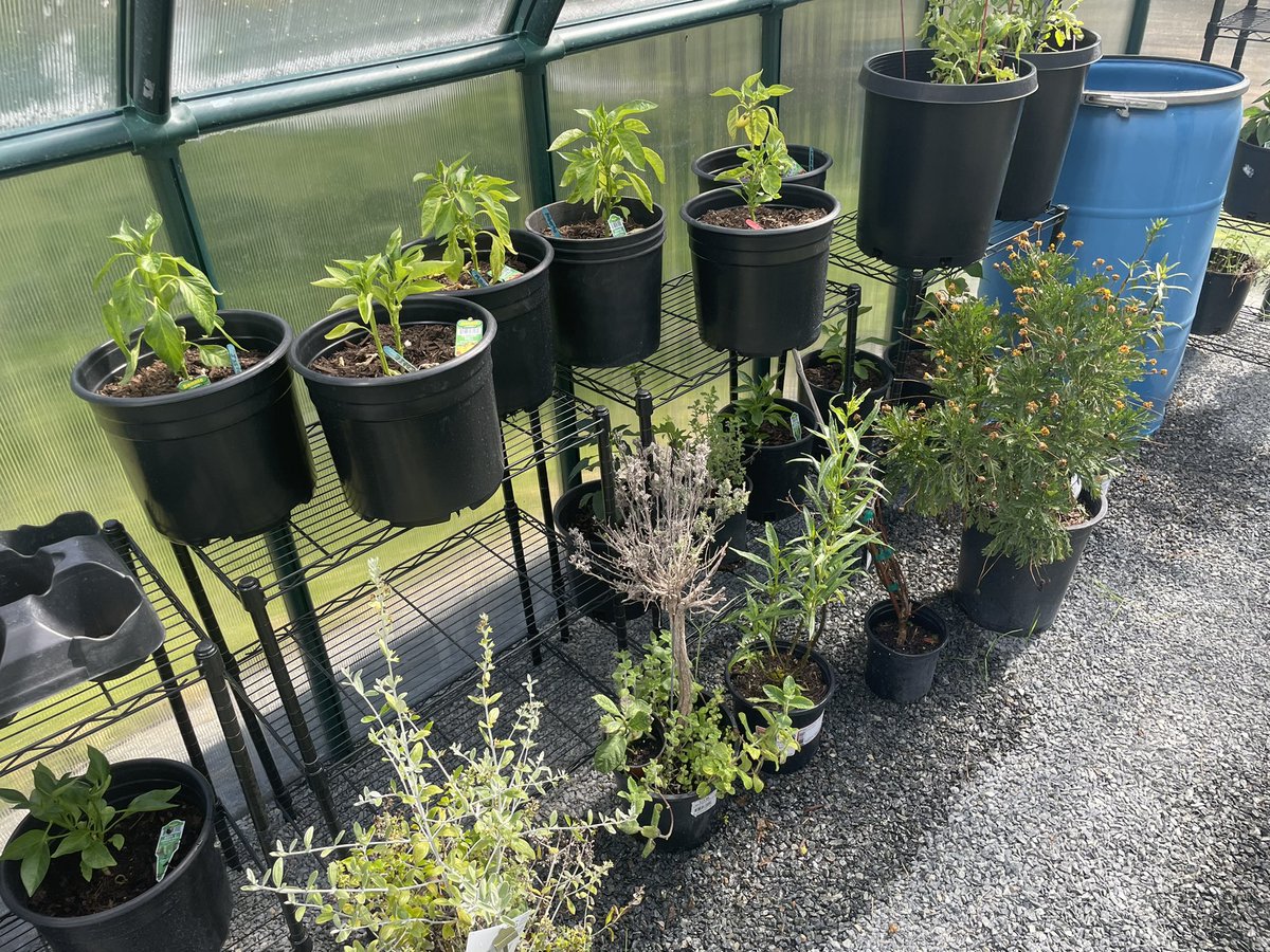 The greenhouse is in FULL SWING!!! Stuff is growing well! We need to figure out how to get a better mist system but we are very excited!!! 🌱 🌱🌱 🪴 ❤️❤️ <a href="/ProsapioJ/">Joseph Prosapio</a>