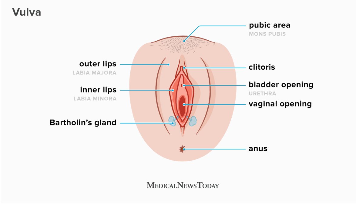 TotNorFun's tweet photo. Plush Vagina Step 1- Research!!! I looked at a wide variety of research and It turns out vaginas have lots of parts and are as diverse as the people who have them :)
#SexPositive #WomensHealth #TotallyNormalFun #SexEducation #PlushyPussy #MarvelousSentualityCoaching https://t.co/a6oRvXB17q