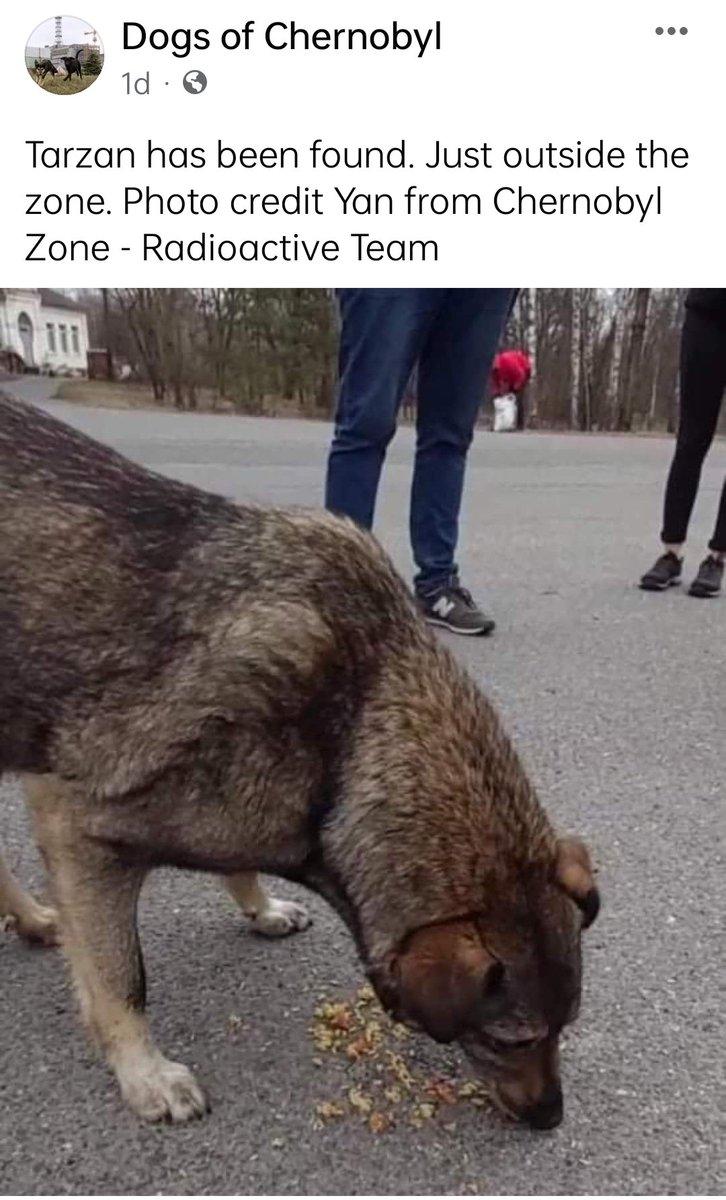 kobij143's tweet photo. The Dogs Of Chernobyl
@ABreakingWorld @domdyer70 @kinga_valentino News about the dogs!
Tarzan one of the Rad dogs found safe,but hungry🙏
Thank you to the workers who gave food when they could..Food transport is on its way #dogsofchernobyl #PrayingForUkraine #cleanfuturesfund https://t.co/wFgIZSGTYI