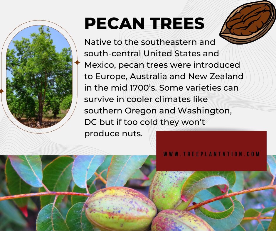 TreePlantations's tweet photo. Nut trees are an important part of food security. Planting nut trees around a tree plantation for biomass or an eco-resort, provides added food security for the nearby community. #goodwill #treeplantation #pecans #nuttrees #treeplantationdesign #foodandforest #foodsecurity https://t.co/5YpgOBr9lZ