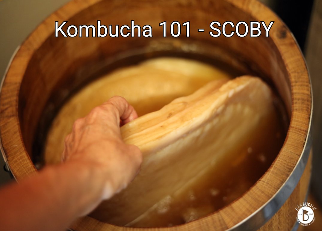 Baerbucha's tweet photo. Kombucha 101 - SCOBY
https://t.co/aVtiPLiB1R https://t.co/53rDkVK2a5