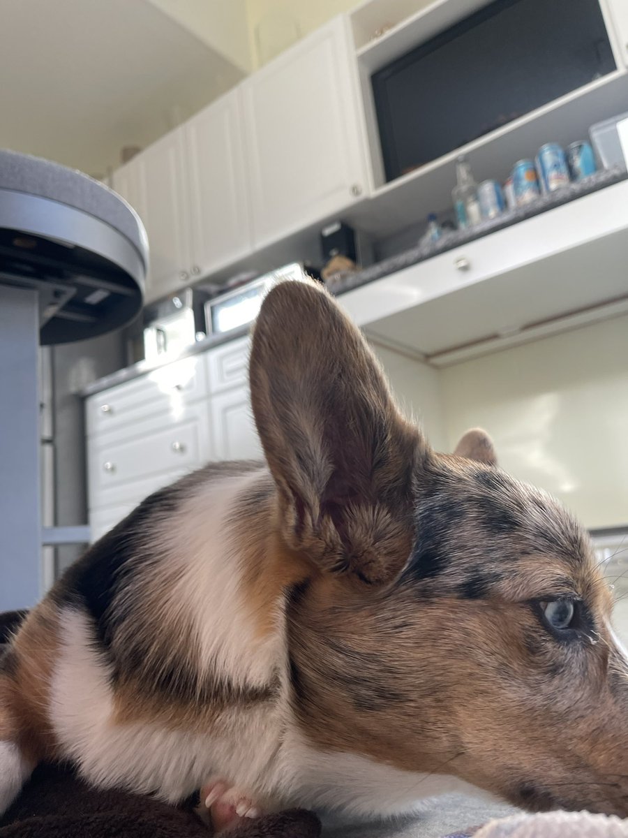 Picklesthecorgi's tweet photo. Not the best pic π
but #didntcheat https://t.co/rhNRD4B0Yb