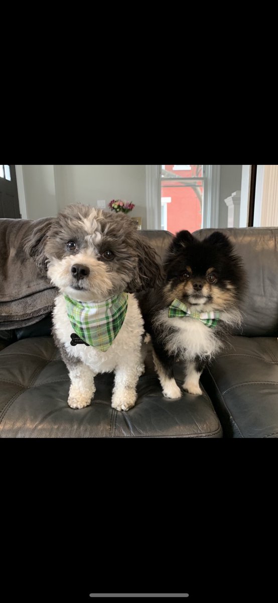 schaiblec's tweet photo. @DougESPN sully and frankie! #dogday https://t.co/qfdp4xEg5g