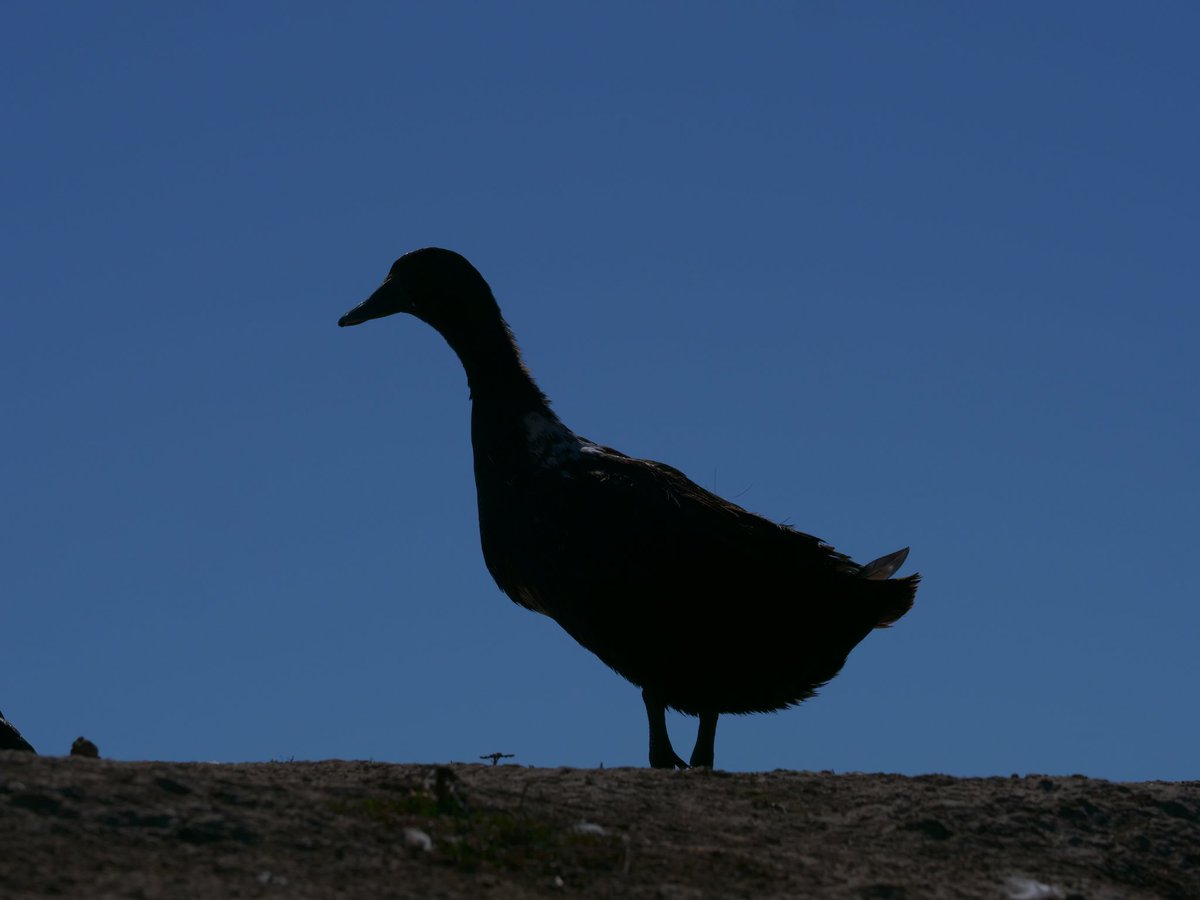 ducks bring happiness 🦆 retweet and this bot sends a snack to the ducks at twitch.tv/dashducks