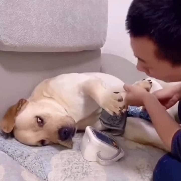 DiloConPerritos's tweet photo. Porfa tráigame una coquita doc, que se me anda bajando la presión… https://t.co/8xldT2sAWN