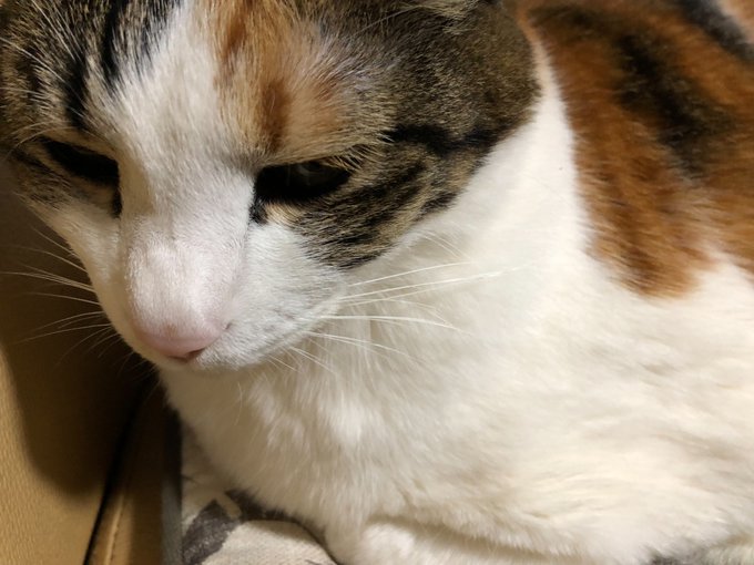 ログインボーナス 