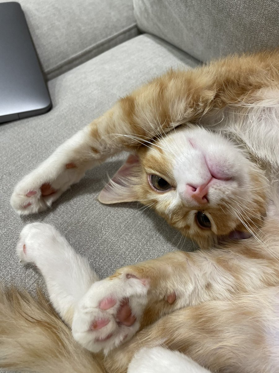 Our little soldier 😍😍 #kitten #stray #straycat #straykitten #rescuekitten