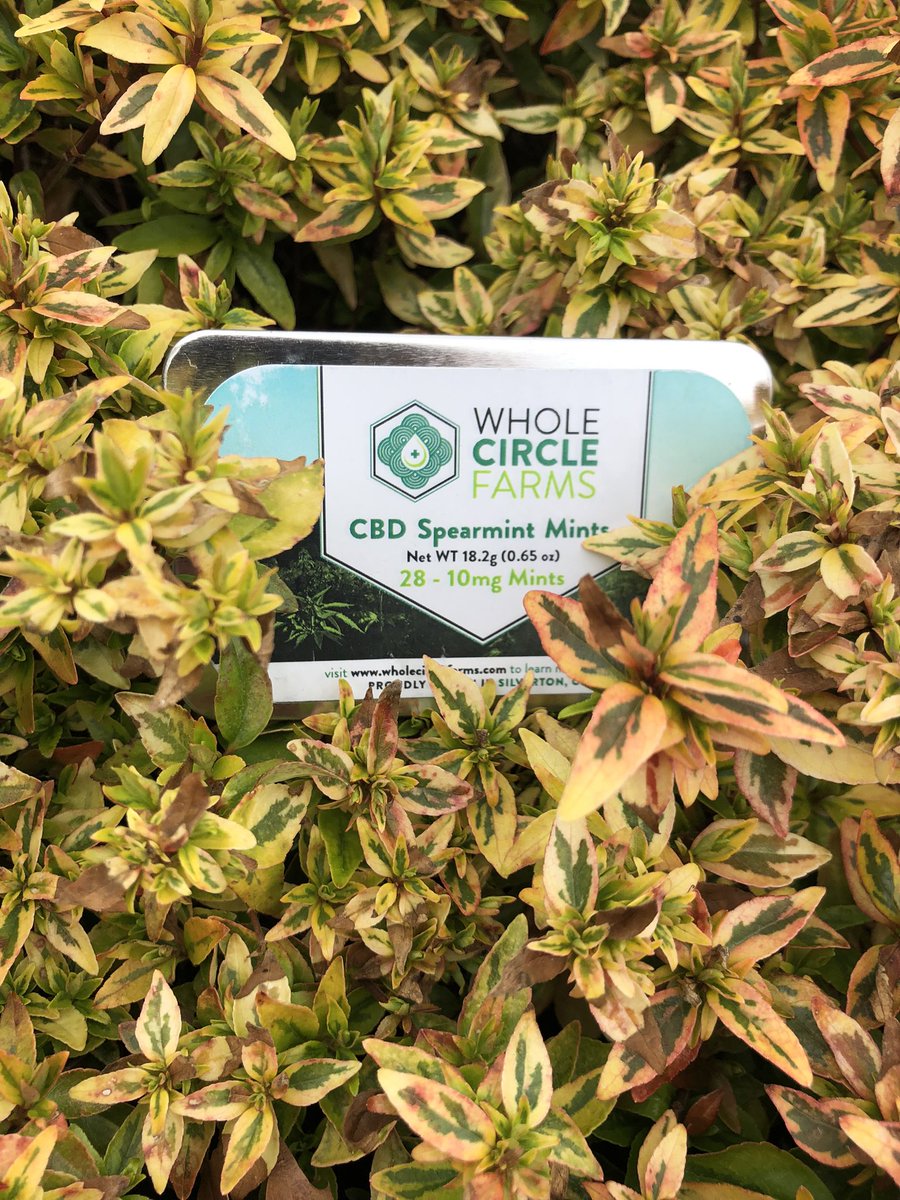 WholeCircleFarm's tweet photo. A little hemp infused mint could be the pick-me-up you’ve been looking for. Great tasting too!
#silvertonoregon #certifiedorganic #familyfarm #hempfarmers #smallbusiness #regenerativefarming #sustainability #oregonhempfarmers #consumecbd #inflammation #bettersleep #cbdmints https://t.co/Sg1RPBXv9Y