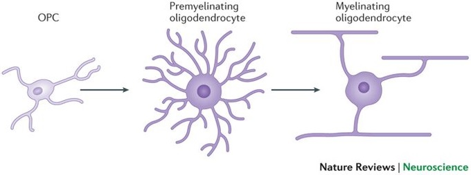 IntraMedNet's tweet image. Hay que tener cuidado con lo que uno hace una y otra vez en determinada situación. La plasticidad neuronal facilitará ese "camino" aumentando la velocidad de conducción del circuito sináptico automatizándolo (mielinización preferencial). La experiencia configura al cerebro.