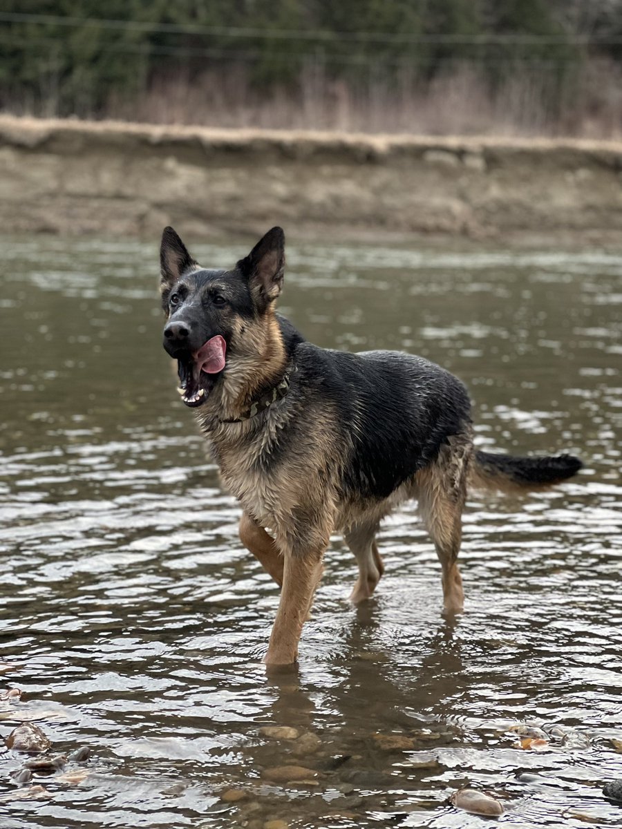 tomkitty15's tweet photo. Didn’t take this boy long to jump back in the water https://t.co/5wjWY3nTg3
