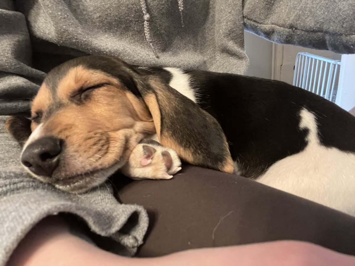 suzy_checkie's tweet photo. This is Louie. He is baby. He’s not mine. But I love him. And now you can love him too. #beagle https://t.co/dEdecGWGmP