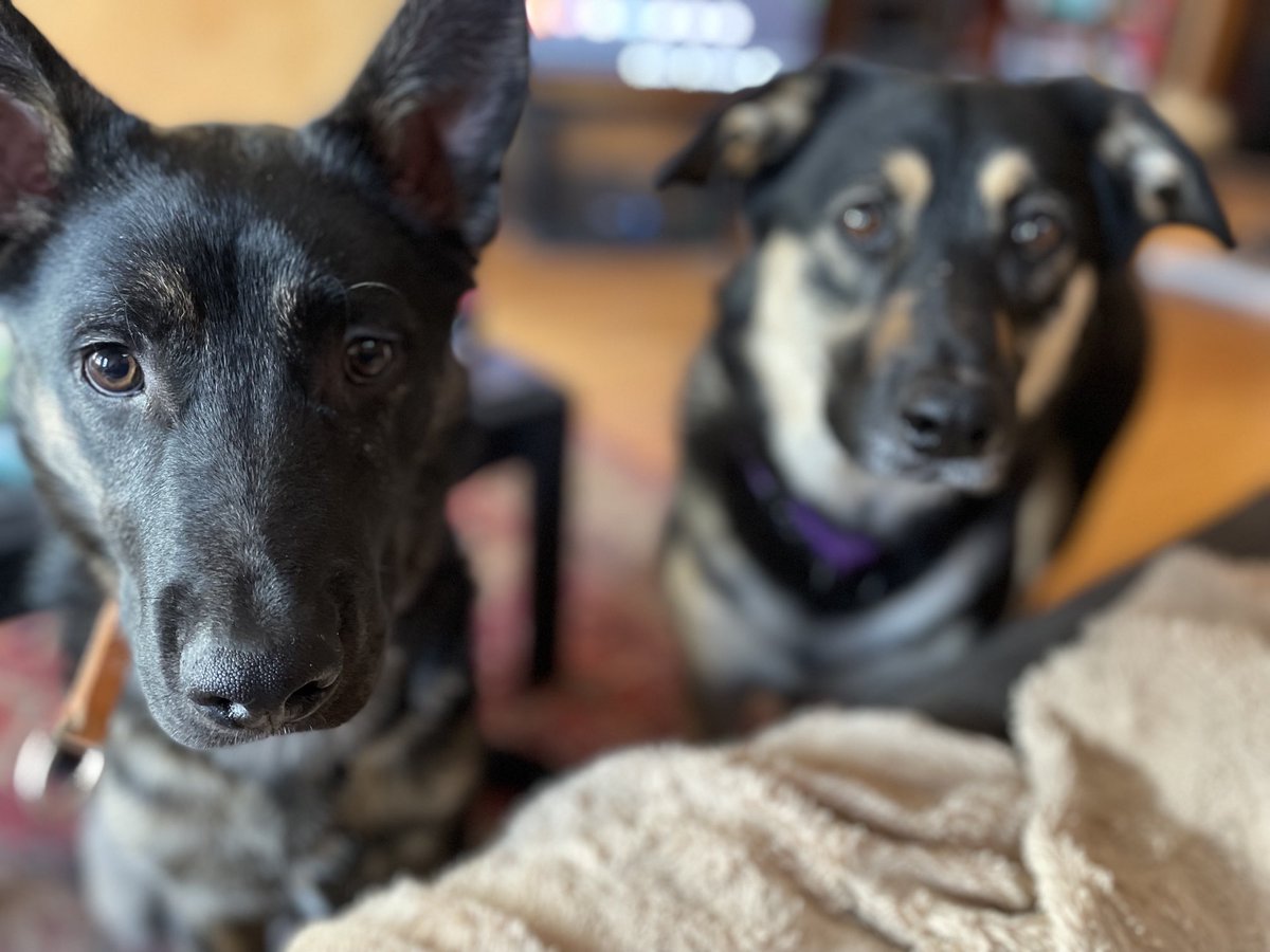 Stefani Langenegger (@slangeneggercbc) on Twitter photo We see you have an apple. We also like apple. New foster dog Oliver on left. <a href="/ccrezqsregina/">CC RezQs Regina</a> We see you have an apple. We also like apple. New foster dog Oliver on left. <a href="/ccrezqsregina/">CC RezQs Regina</a>