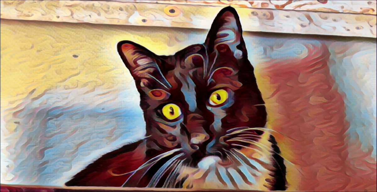 allcatsnoshame's tweet photo. The king of curiosity https://t.co/LvX5jZEEhG