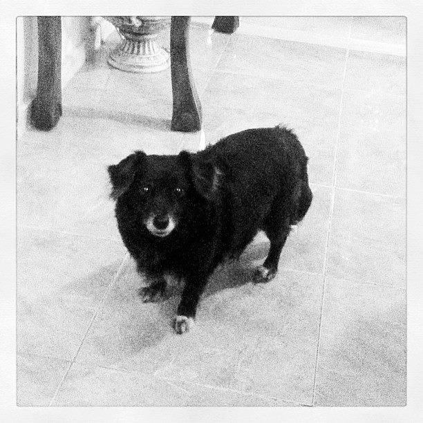 HaroldXGraph's tweet photo. @Yassuo @Stake i miss my dog :') https://t.co/hjPSIheu3W