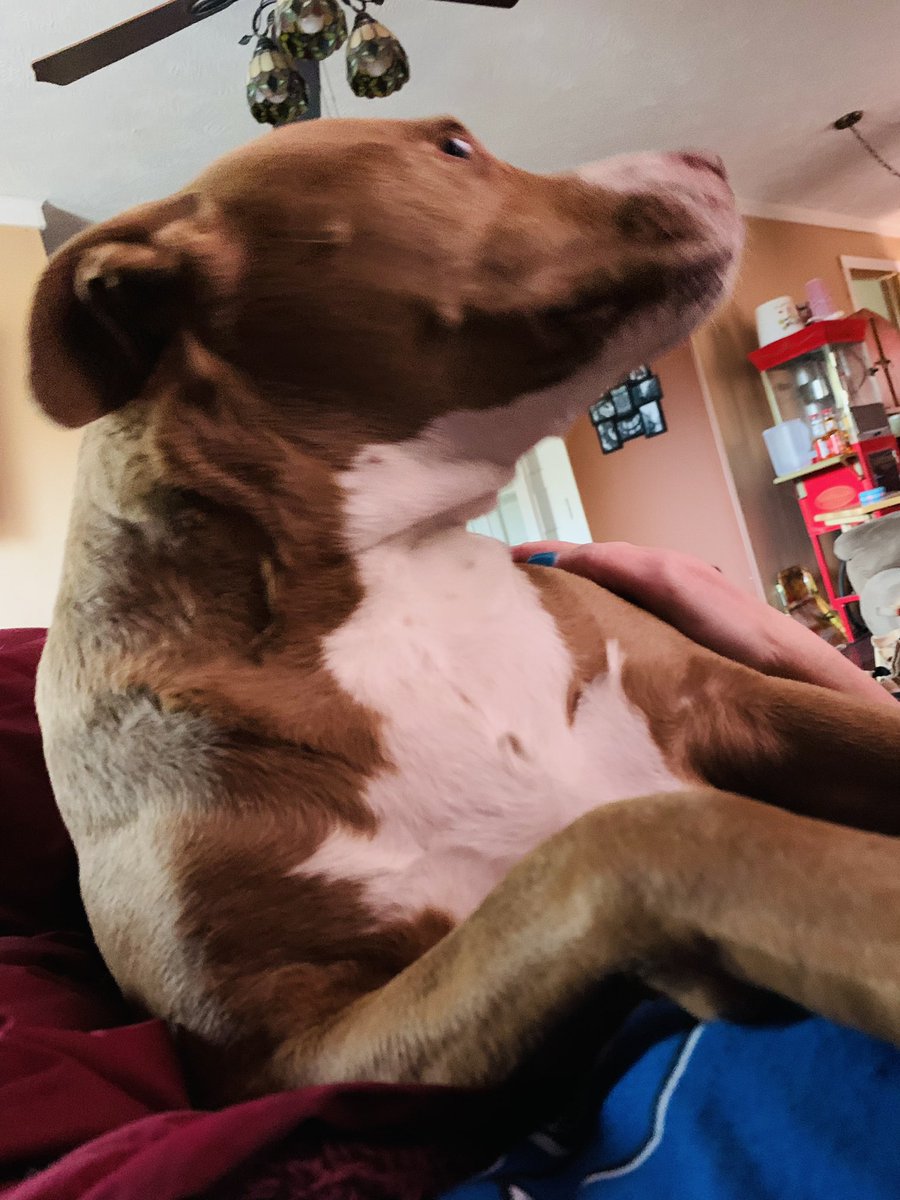 redbootsbaby's tweet photo. She thinks she is a lap dog when, in fact, she is not. #prettypitty #misshoneybunny https://t.co/wu3OJREfKw