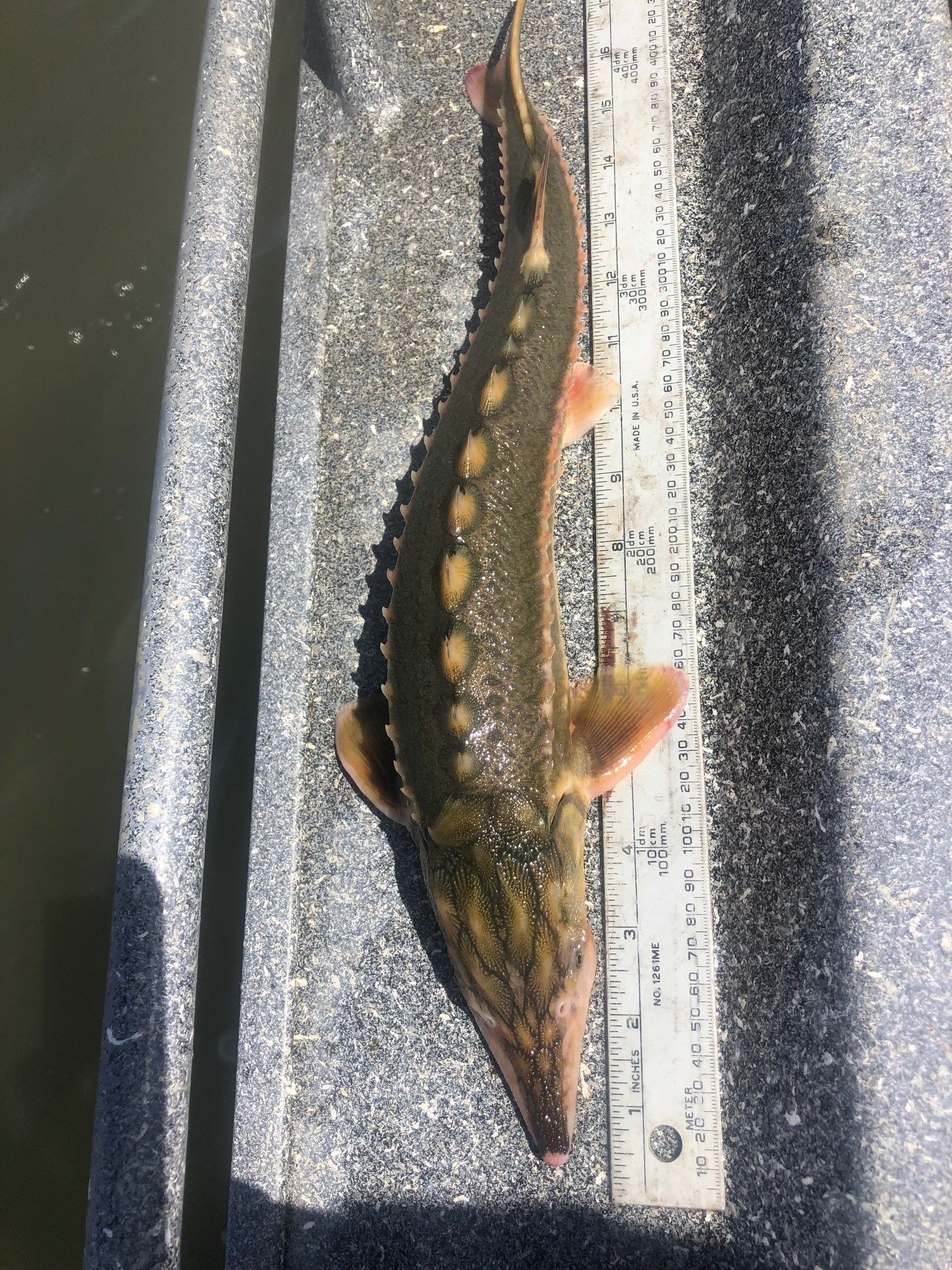 Iep Onthewater Only One Day After The Sf Bay Study Catches A Juvenile Green Sturgeon Near Sherman Island Cdfws Region 2 Team Which Is Now Collaborating With Iep Found Another Fish