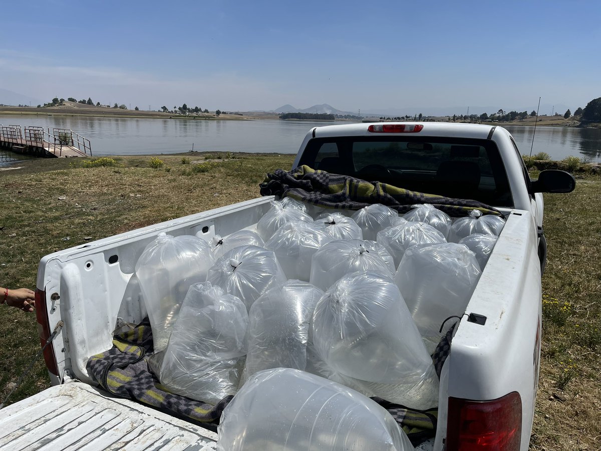 myriamcardenas's tweet photo. Sembramos alevines en la presa de #AlmoloyaDeJuárez para consumo y/o la reactivación económica. Agradezco el respaldo de la Mtra. @DiianaPerezB , titular del #CEDIPIEM; así como del Dir. @VICENTECH de la @CampoEdomex #DiputadaLocal #Distrito45 #MyriamCárdenas #YoSiRegresé https://t.co/MPrhA67k45