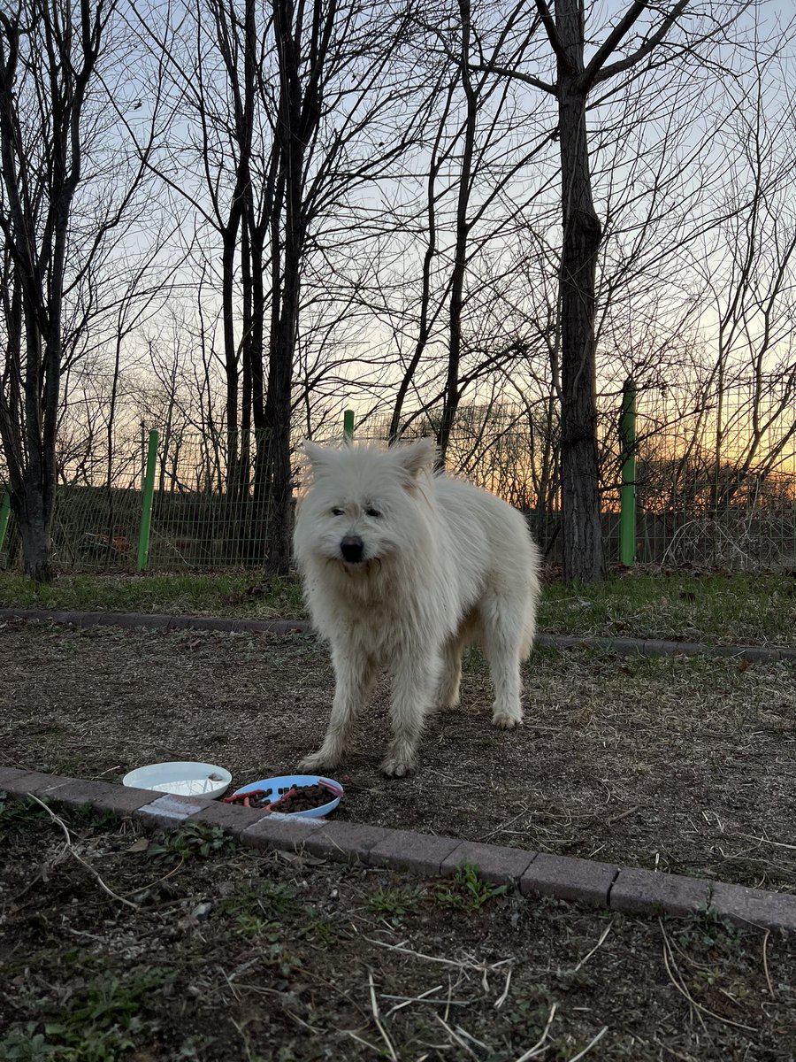 트위터활동안하는동안 해킹당했었어요!
눈갱당하신모든분들 죄송합니다. 지금은 복구완료했어요. 오랜만에 트위터 들어온김에 요즘 제가 돌봐주고있는 밭지키미개 곰디 입양홍보하고갈게요! 사람을 너무 좋아하는 곰디는 삶의대부분을 혼자 밭에서 지내고있어요. 가족이되어주세요.많관부!!!