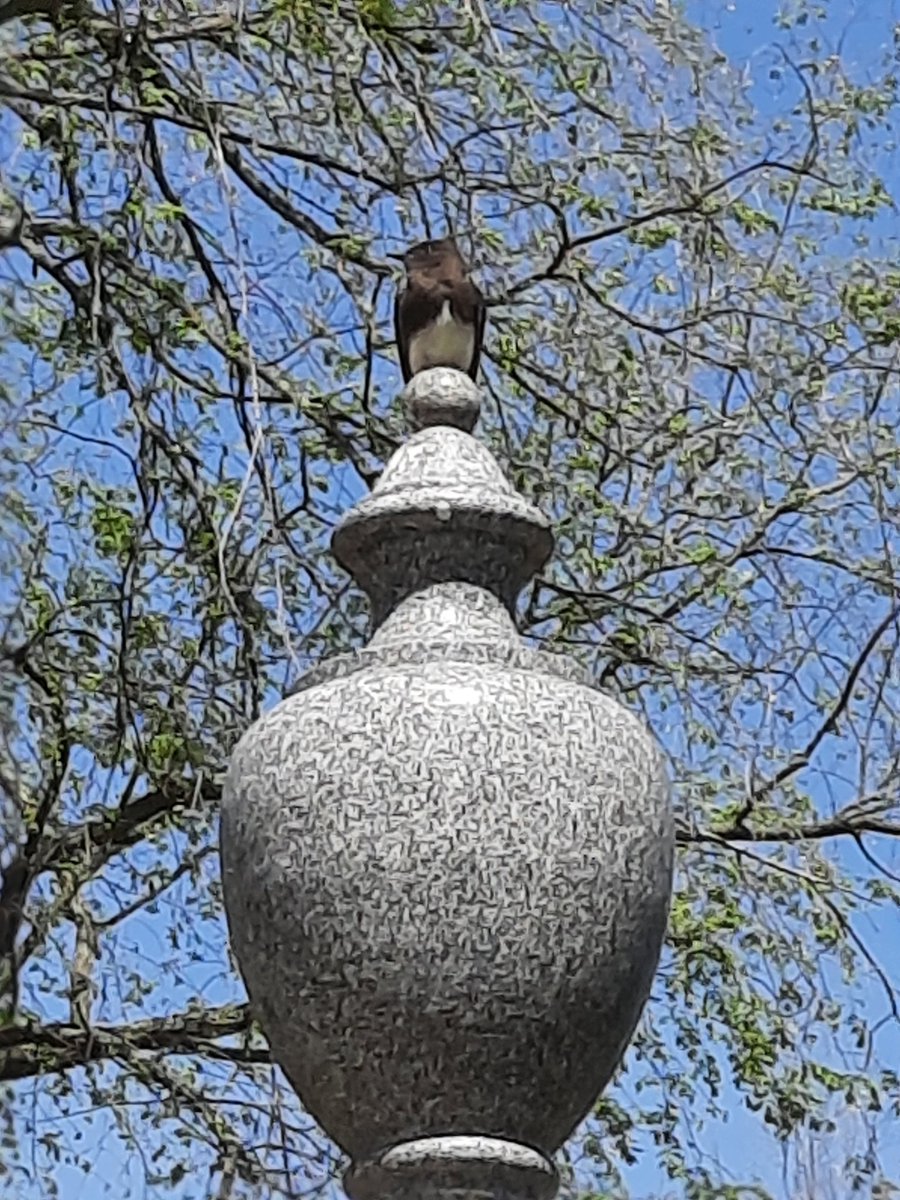 ABirdingNat's tweet photo. This #BlackPhoebe was nice enough to hang out with me while my family and I explored the #SacramentoHistoricCityCemetery https://t.co/Uv1vm80dK1