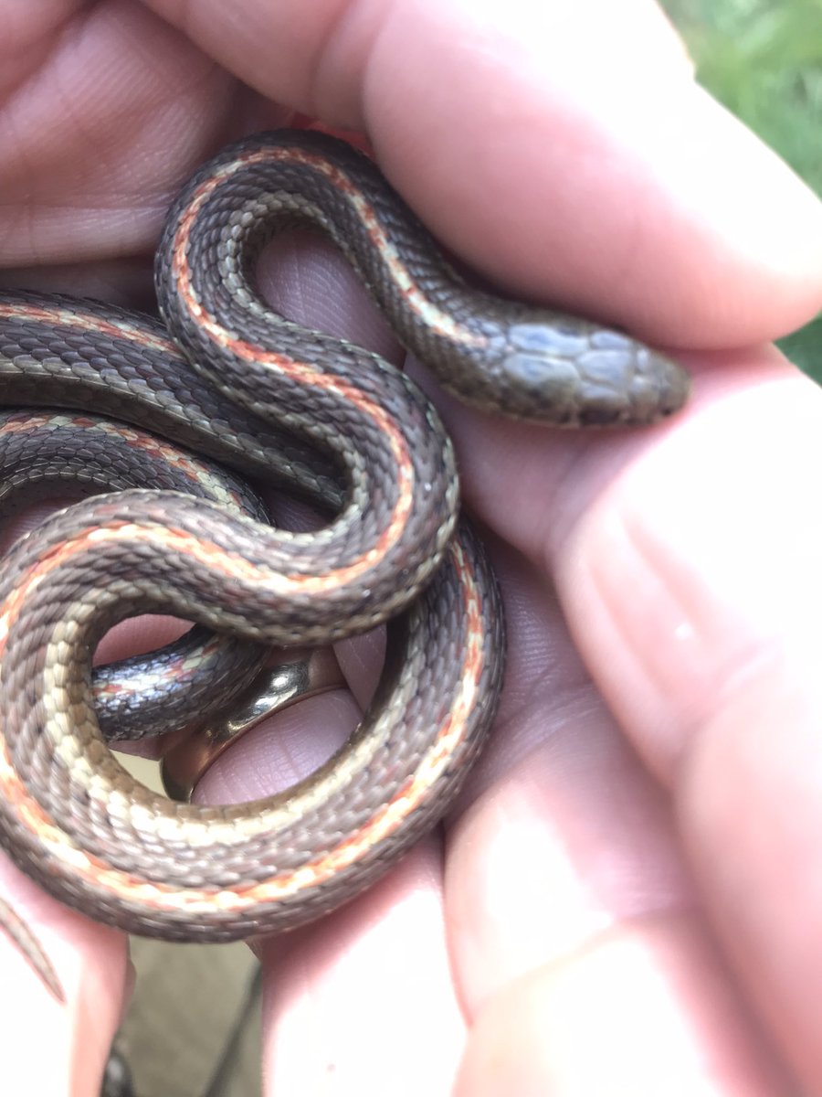 DemianEbert's tweet photo. This is the second little terrestrial garter snake (Thamnophis elegans) that we have caught next to the house in the last few days. Must be spring. This one is larger than the first one. https://t.co/a73OBn83Xr