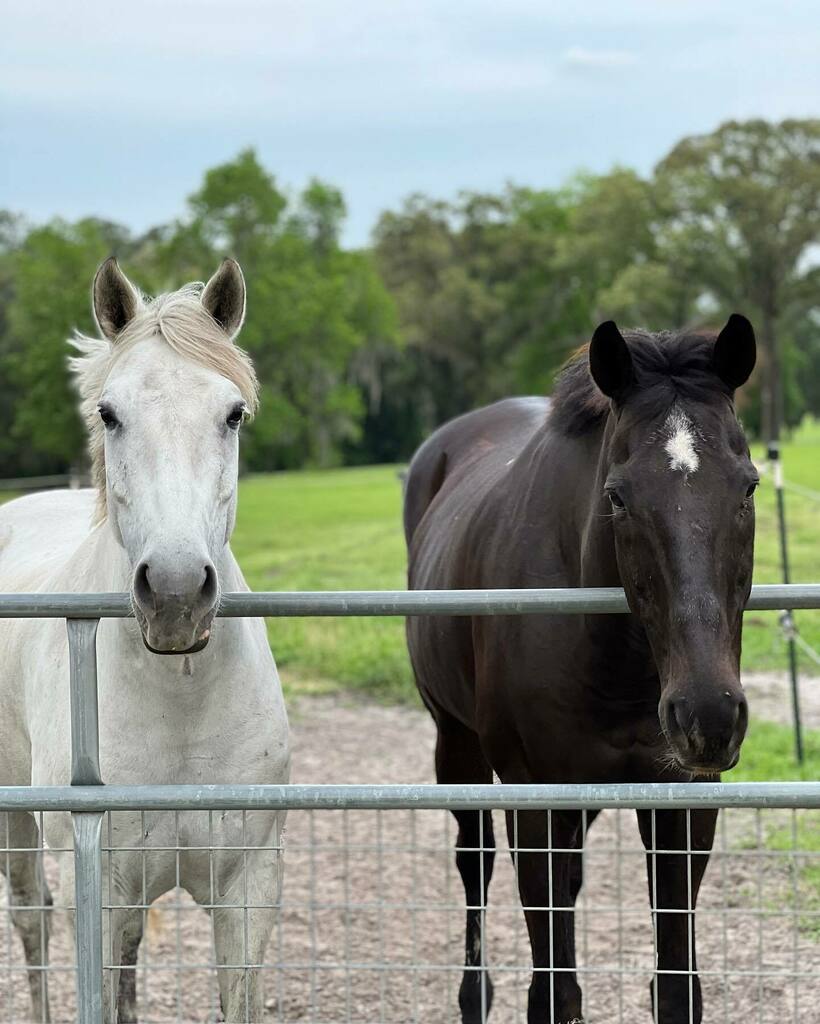 WallaceEventing's tweet photo. ❤️💗🥰😍

#Hwinthemustang and #SimplyPriceless aka Johnny are best friends. 

#WallaceEventing
#HwintheBreyer
#GoJohnnyGo https://t.co/hHS4xEwBHB https://t.co/YDzkLsrOpp