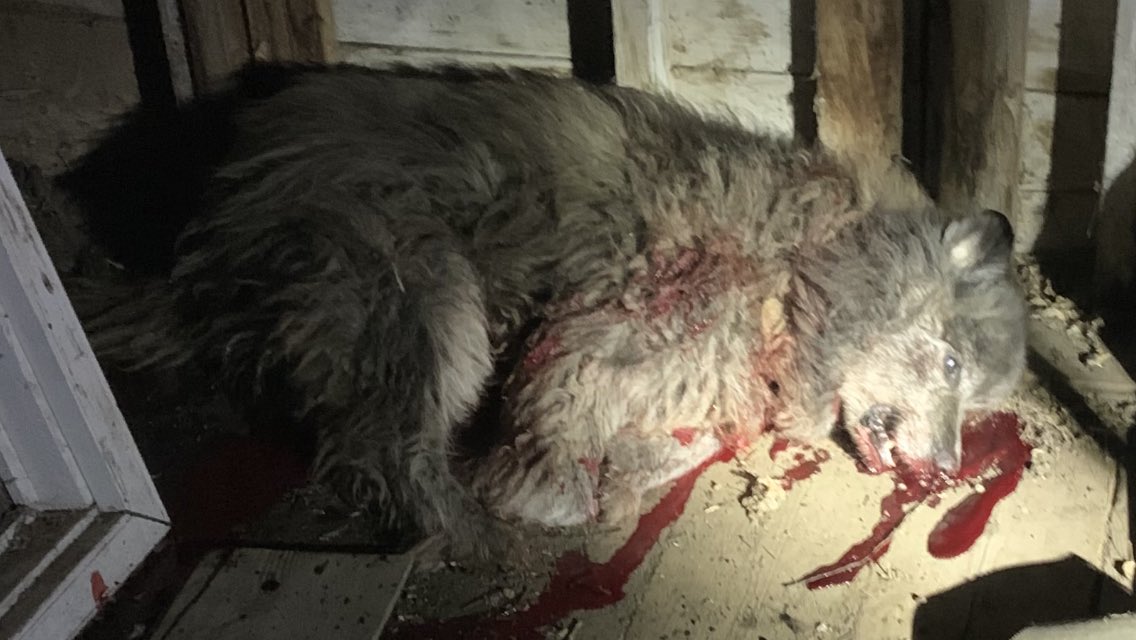 Friend of mine sent me this pic. This beast was killing calves by Spruce Lake. Weighs 100lbs. Teeth like a dog, paws like a wolf. Figure it’s a crossbred. A pack of 6 is roaming around 😬