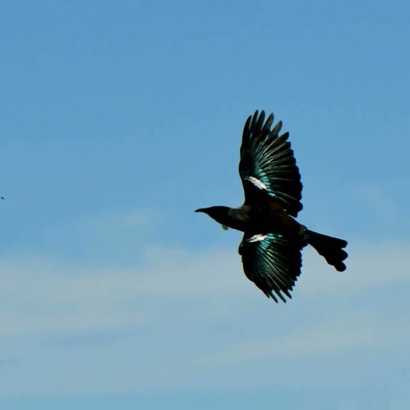 Tui time ❤
#tui #DevonportNZ #DevonportVillage #AucklandNZ