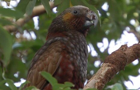Can birds use weapons? - sciblogs.co.nz/guestwork/2022…