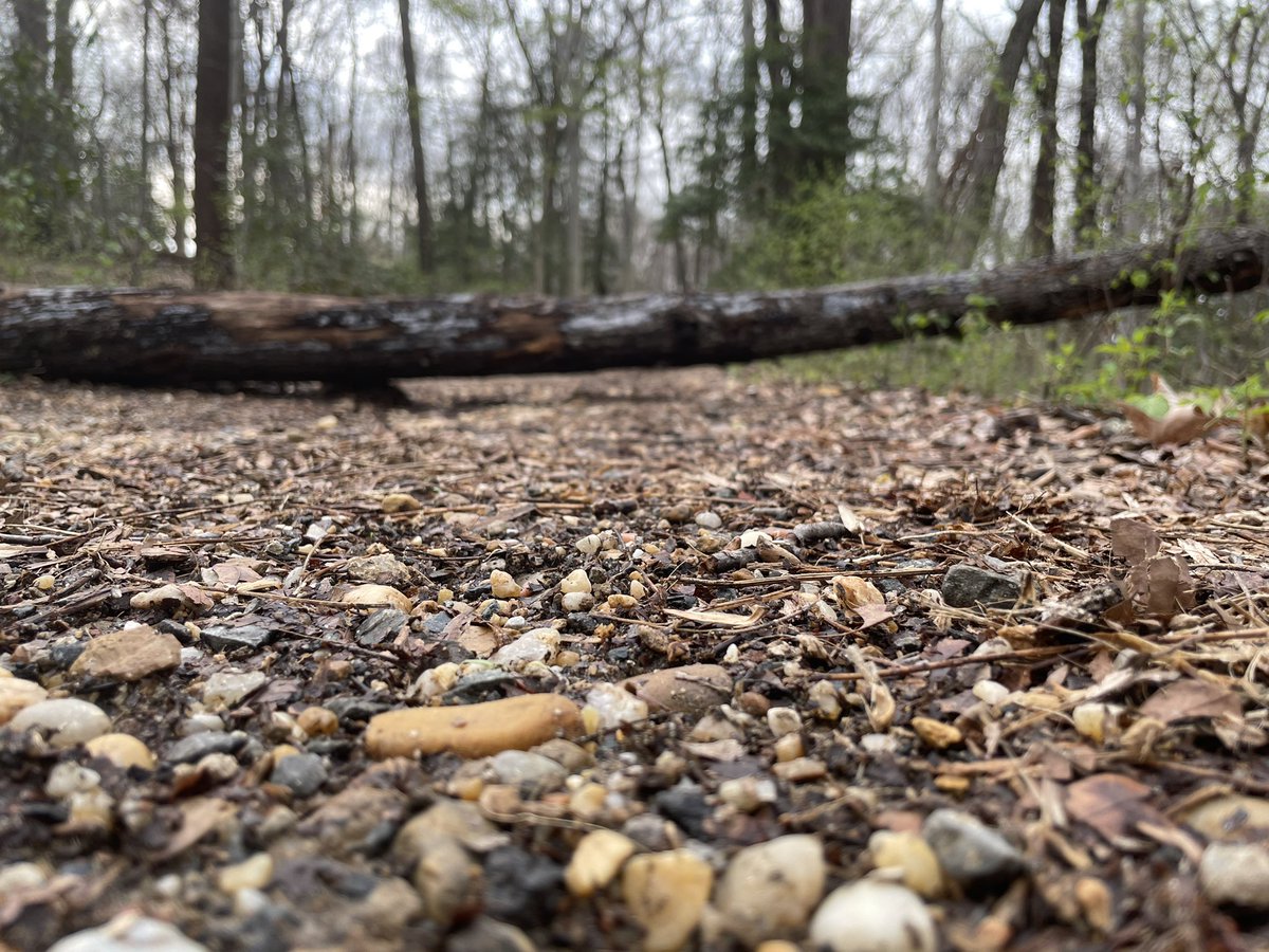 Bobbybeatz's tweet photo. Doing it in the park, before it gets to dark!!! 7 mile run through Rock Creek Park #DCRunning #trailrunning actively participating in improving my well-being https://t.co/8ffCbJdO1z