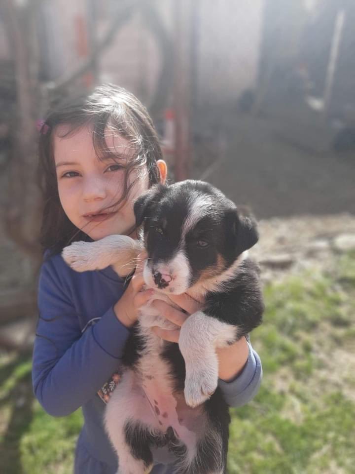 EvermoreDog's tweet photo. ‼️CUTENESS OVERLOAD ‼️This sweet 6 wk old girl was found in the same yard as Dolly. Luckily Ovi  was able to take her in. We desperately need sponsors to keep her fed &amp; she also needs to find her forever home. Please DM to enquire about either 🐶🥰 #Roxanagirl https://t.co/wNryS3pOXu