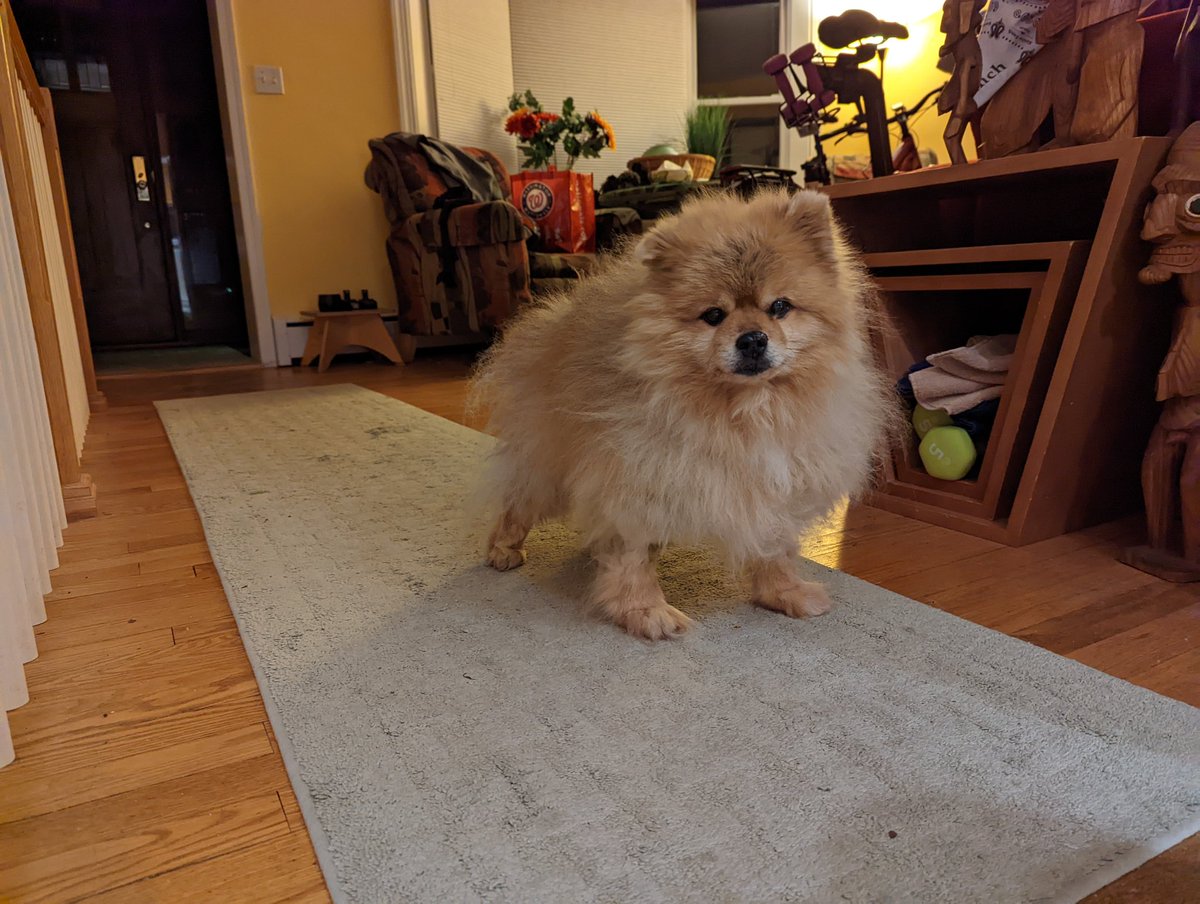 MaxDogwithaBlog's tweet photo. Today I had surgery to remove some kidney stones, one expensive bill later and all I got were some socks. https://t.co/qucwF4a7HQ