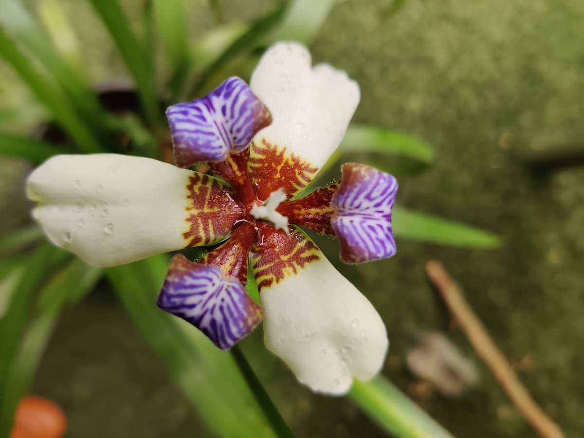 Deepika_chaudry's tweet photo. #aprilbloom #biodiversity https://t.co/1JVIk1IOzW