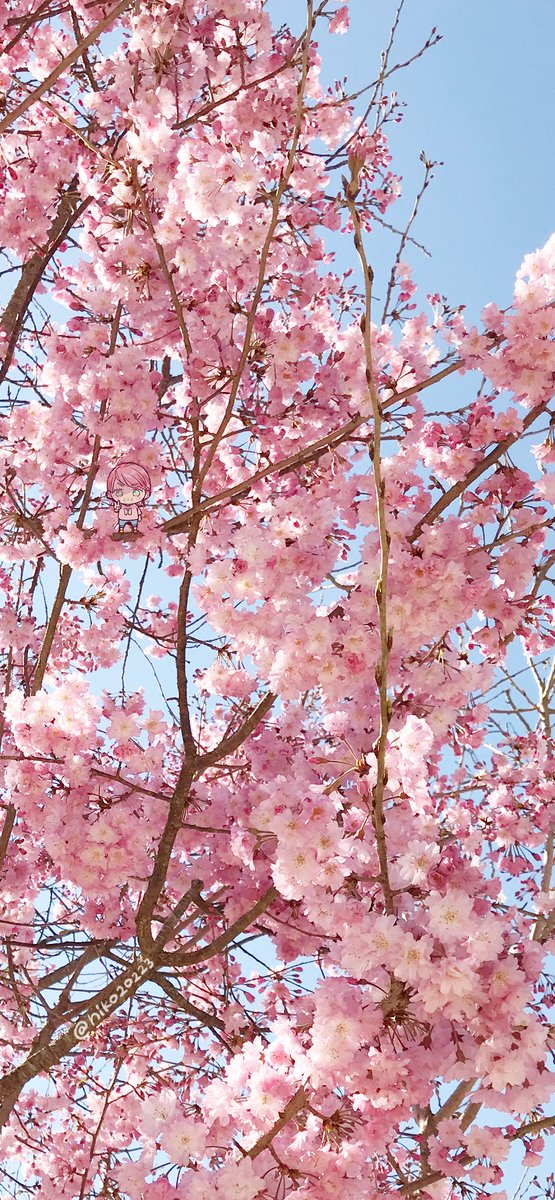 「桜の妖精ことピンクマツゲちゃんを壁紙にしたいと仰っていただいたのでスマホ比率でも」|にこのイラスト